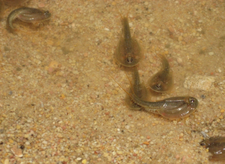 Tadpole Shrimp